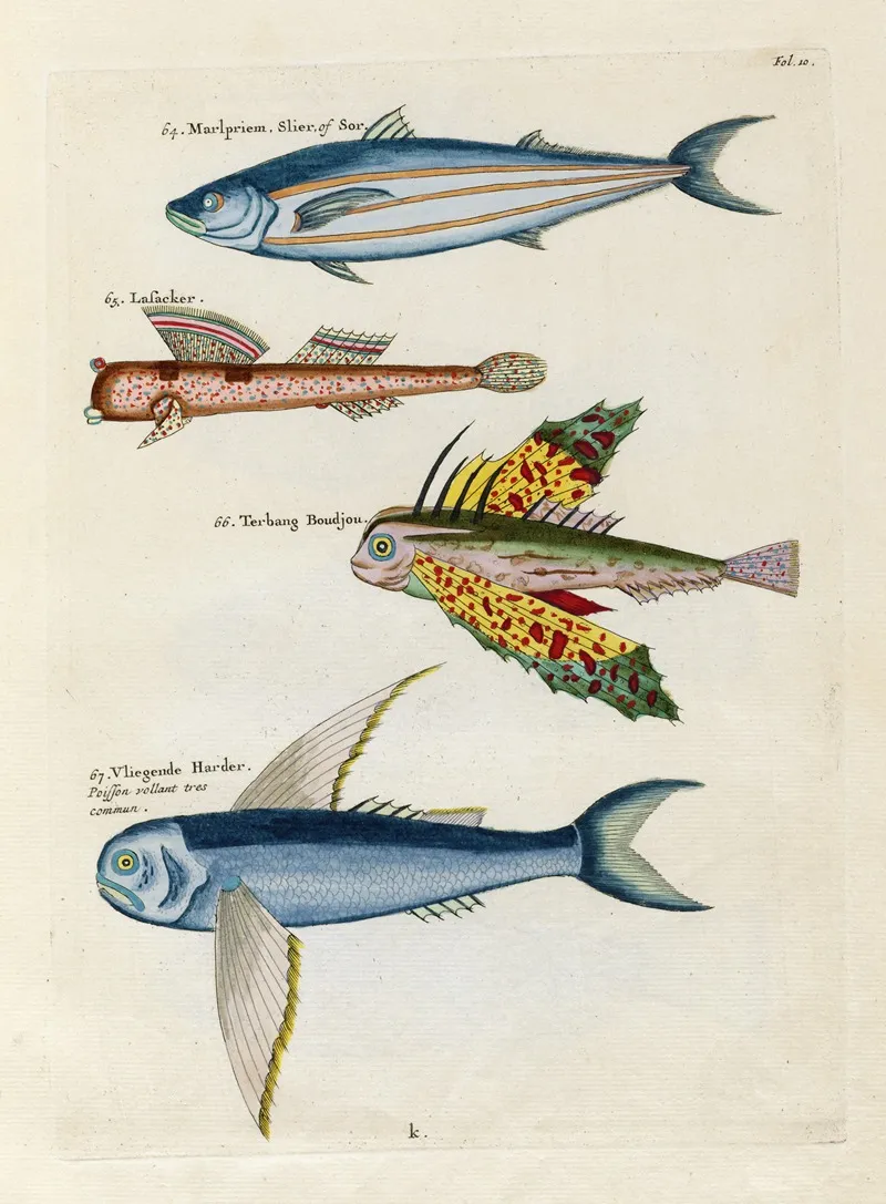 Poissons Ecrevisses Et Crabes De Diverses Couleurs Et Figures Extraordinaires Pl 010 Wall Art by Louis Renard - High-Resolution Digital Print