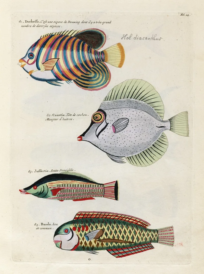 Poissons Ecrevisses Et Crabes De Diverses Couleurs Et Figures Extraordinaires Pl 014 Wall Art by Louis Renard - High-Resolution Digital Print