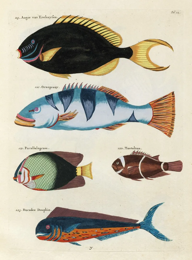 Poissons Ecrevisses Et Crabes De Diverses Couleurs Et Figures Extraordinaires Pl 022 Wall Art by Louis Renard - High-Resolution Digital Print