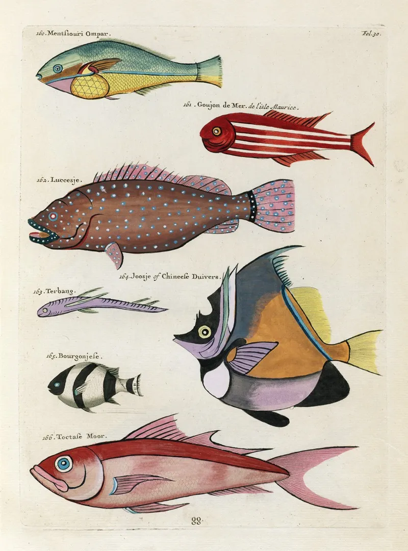 Poissons Ecrevisses Et Crabes De Diverses Couleurs Et Figures Extraordinaires Pl 030 Wall Art by Louis Renard - High-Resolution Digital Print