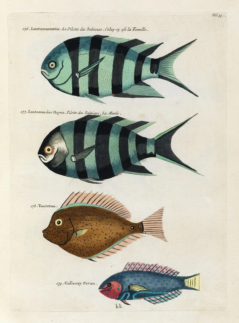 Poissons Ecrevisses Et Crabes De Diverses Couleurs Et Figures Extraordinaires Pl 033 Wall Art by Louis Renard - High-Resolution Digital Print