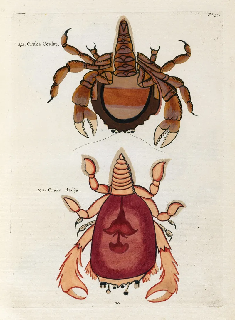 Poissons Ecrevisses Et Crabes De Diverses Couleurs Et Figures Extraordinaires Pl 037 Wall Art by Louis Renard - High-Resolution Digital Print