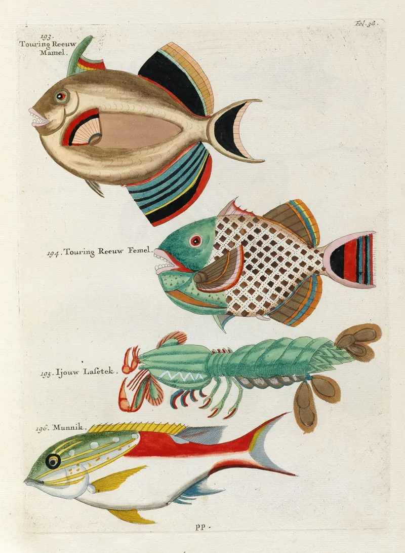 Poissons Ecrevisses Et Crabes De Diverses Couleurs Et Figures Extraordinaires Pl 038 Wall Art by Louis Renard - High-Resolution Digital Print