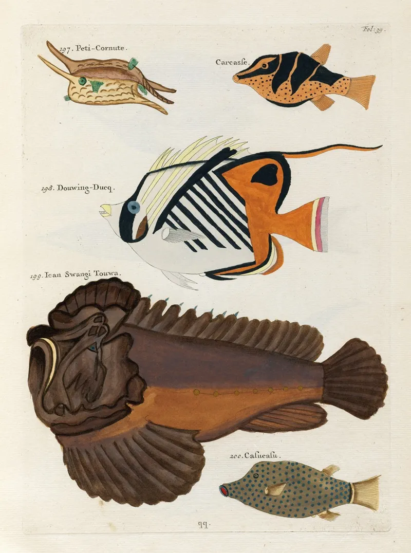 Poissons Ecrevisses Et Crabes De Diverses Couleurs Et Figures Extraordinaires Pl 039 Wall Art by Louis Renard - High-Resolution Digital Print