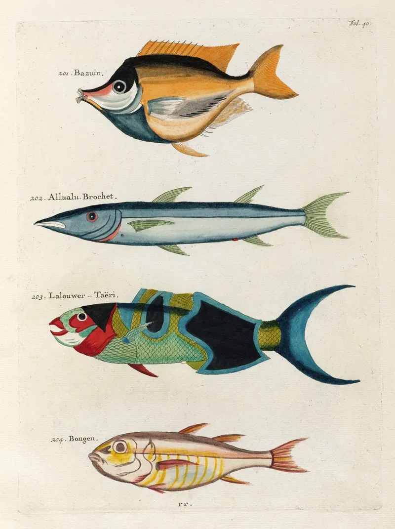 Poissons Ecrevisses Et Crabes De Diverses Couleurs Et Figures Extraordinaires Pl 040 Wall Art by Louis Renard - High-Resolution Digital Print
