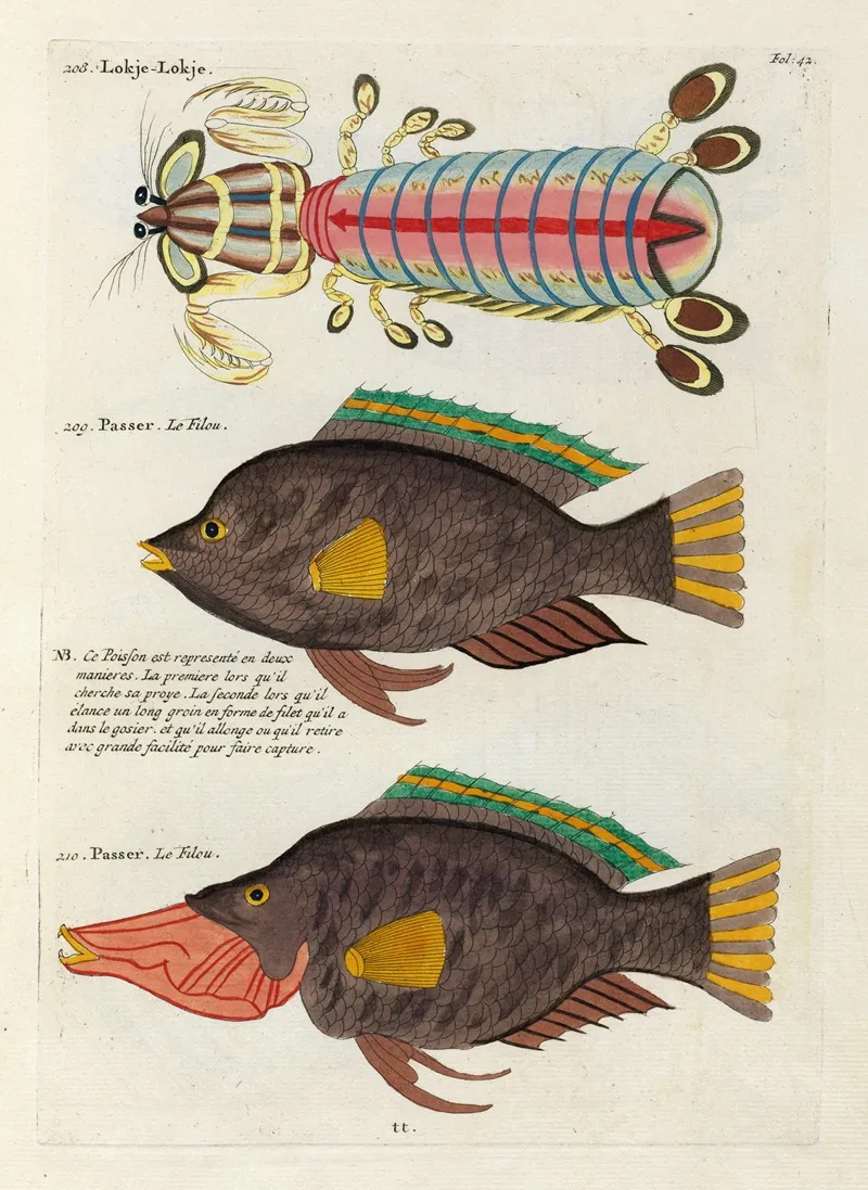 Poissons Ecrevisses Et Crabes De Diverses Couleurs Et Figures Extraordinaires Pl 042 Wall Art by Louis Renard - High-Resolution Digital Print