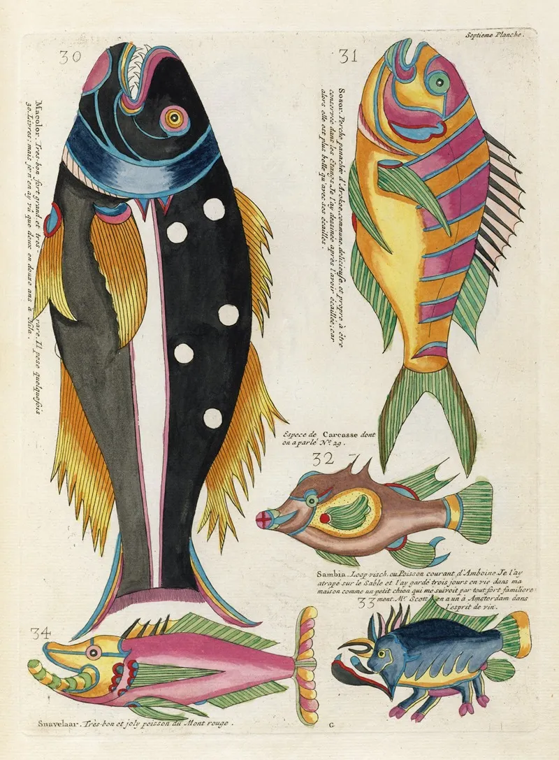 Poissons Ecrevisses Et Crabes De Diverses Couleurs Et Figures Extraordinaires Pl 050 Wall Art by Louis Renard - High-Resolution Digital Print