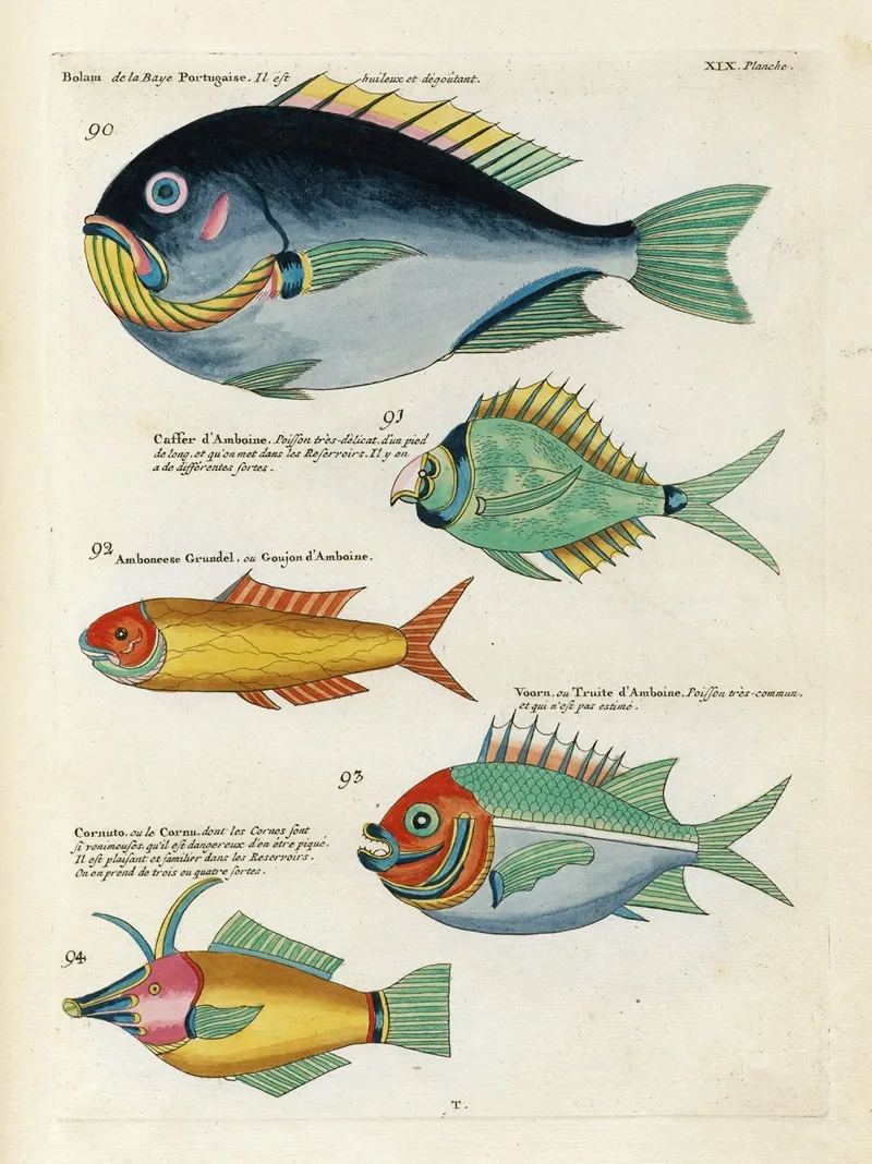 Poissons Ecrevisses Et Crabes De Diverses Couleurs Et Figures Extraordinaires Pl 062 Wall Art by Louis Renard - High-Resolution Digital Print