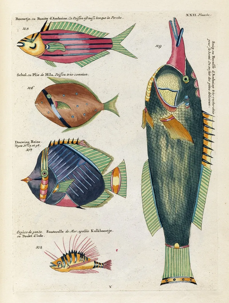 Poissons Ecrevisses Et Crabes De Diverses Couleurs Et Figures Extraordinaires Pl 065 Wall Art by Louis Renard - High-Resolution Digital Print