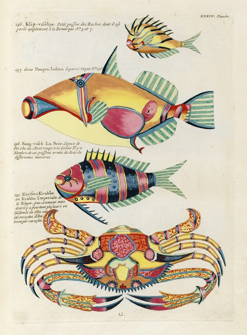 Poissons Ecrevisses Et Crabes De Diverses Couleurs Et Figures Extraordinaires Pl 077 Wall Art by Louis Renard - High-Resolution Digital Print