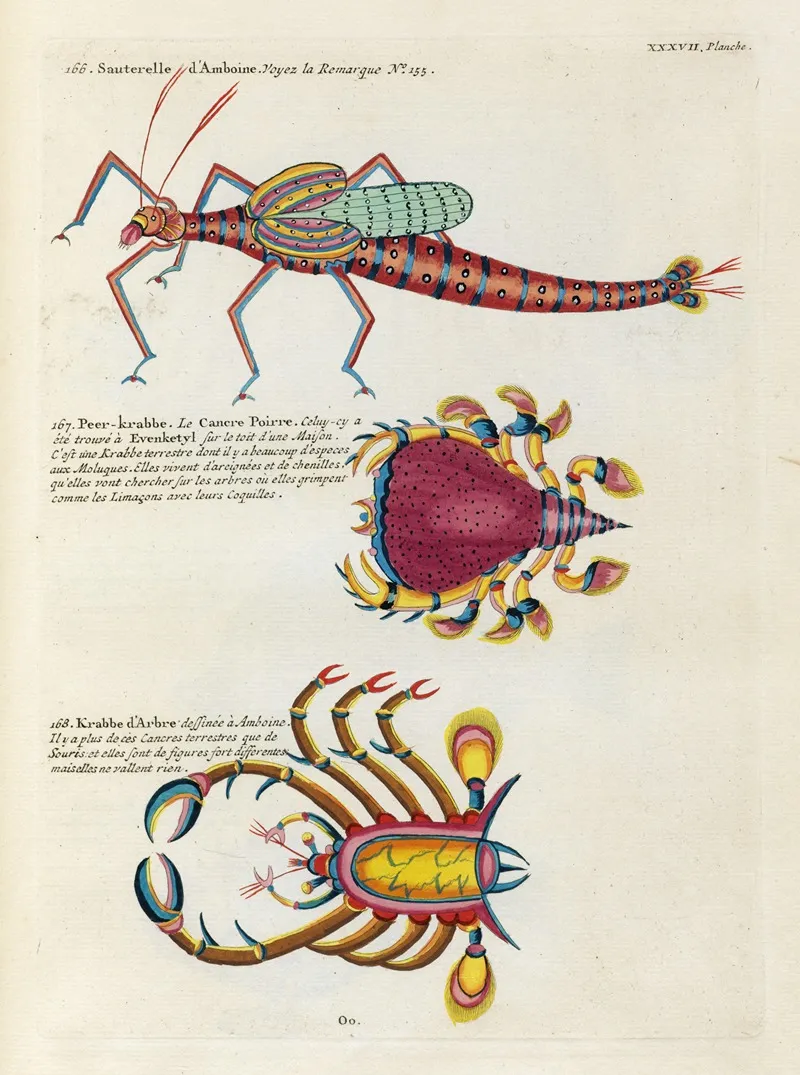Poissons Ecrevisses Et Crabes De Diverses Couleurs Et Figures Extraordinaires Pl 080 Wall Art by Louis Renard - High-Resolution Digital Print
