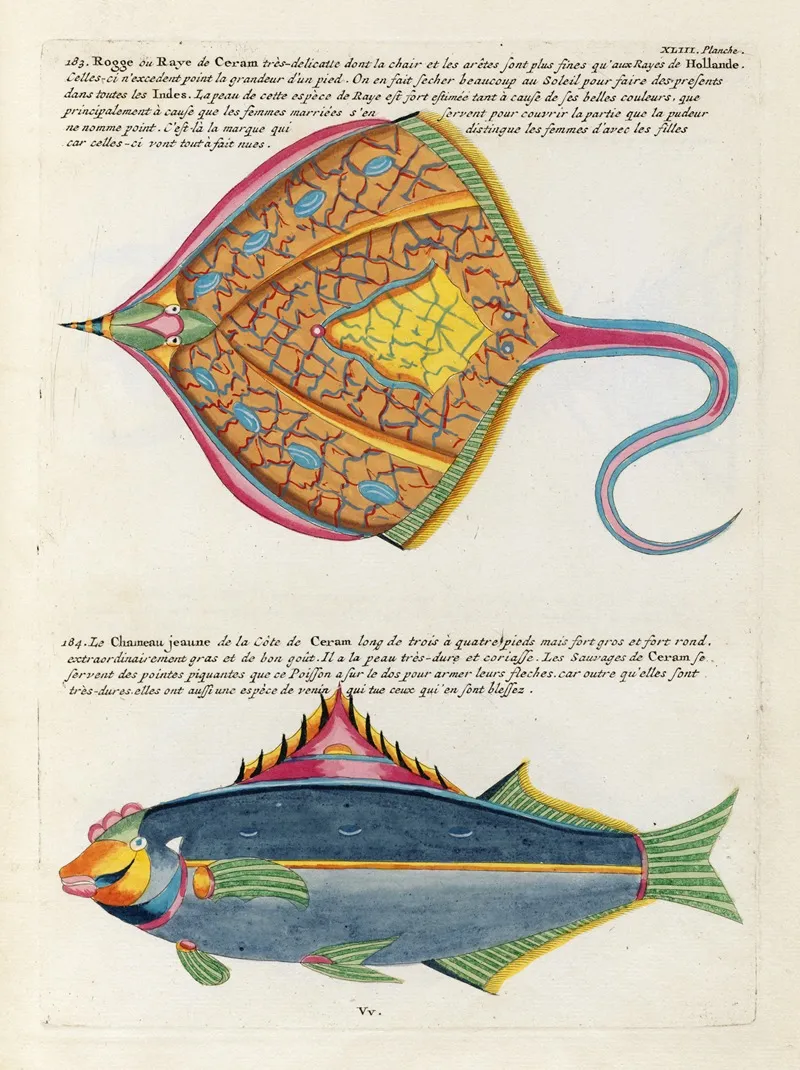 Poissons Ecrevisses Et Crabes De Diverses Couleurs Et Figures Extraordinaires Pl 086 Wall Art by Louis Renard - High-Resolution Digital Print