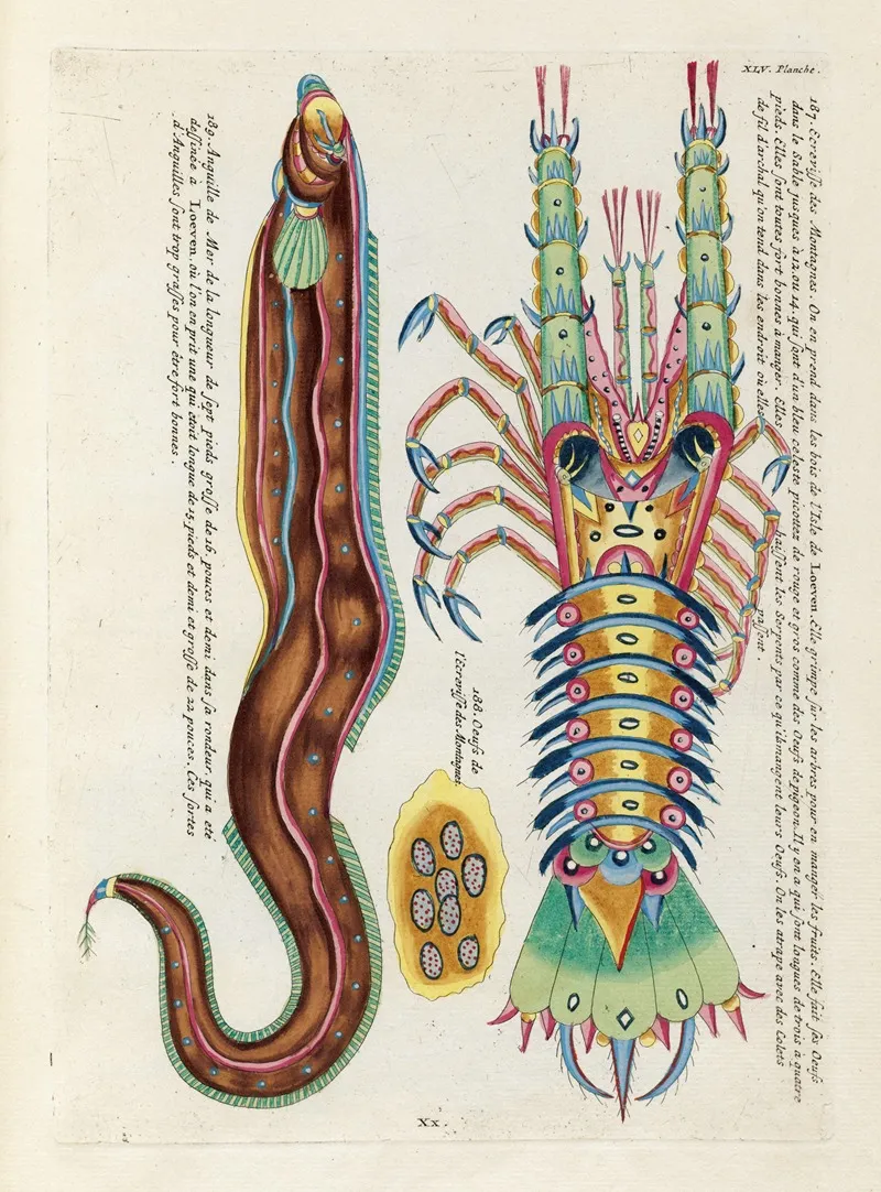 Poissons Ecrevisses Et Crabes De Diverses Couleurs Et Figures Extraordinaires Pl 088 Wall Art by Louis Renard - High-Resolution Digital Print