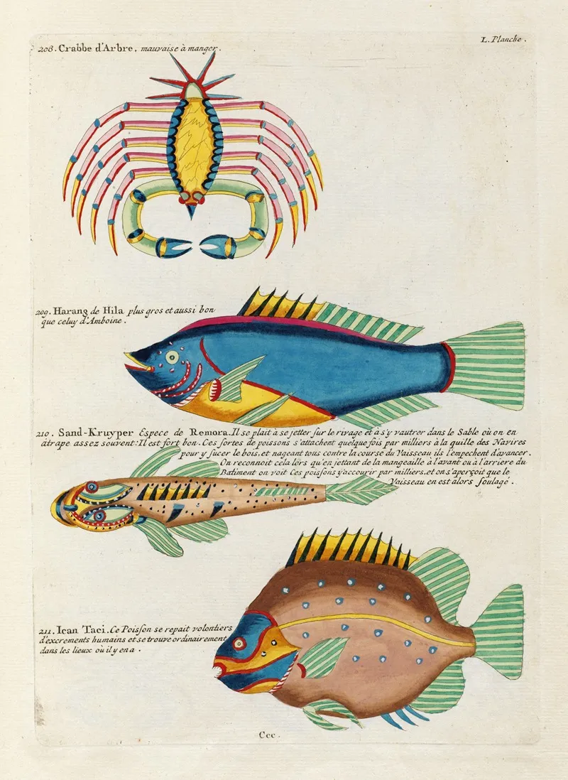Poissons Ecrevisses Et Crabes De Diverses Couleurs Et Figures Extraordinaires Pl 093 Wall Art by Louis Renard - High-Resolution Digital Print