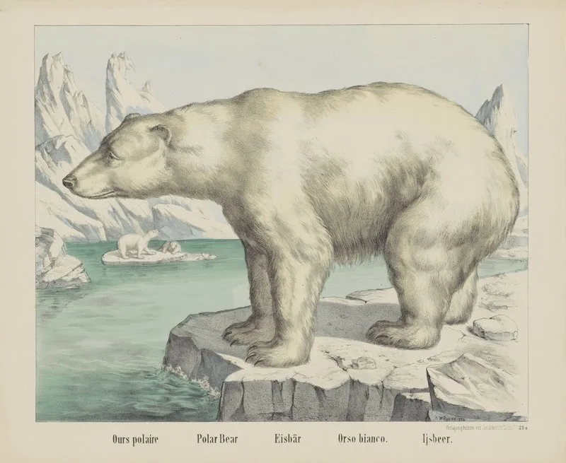 Polar Bear 4 Wall Art by Joseph Scholz - High-Resolution Digital Print