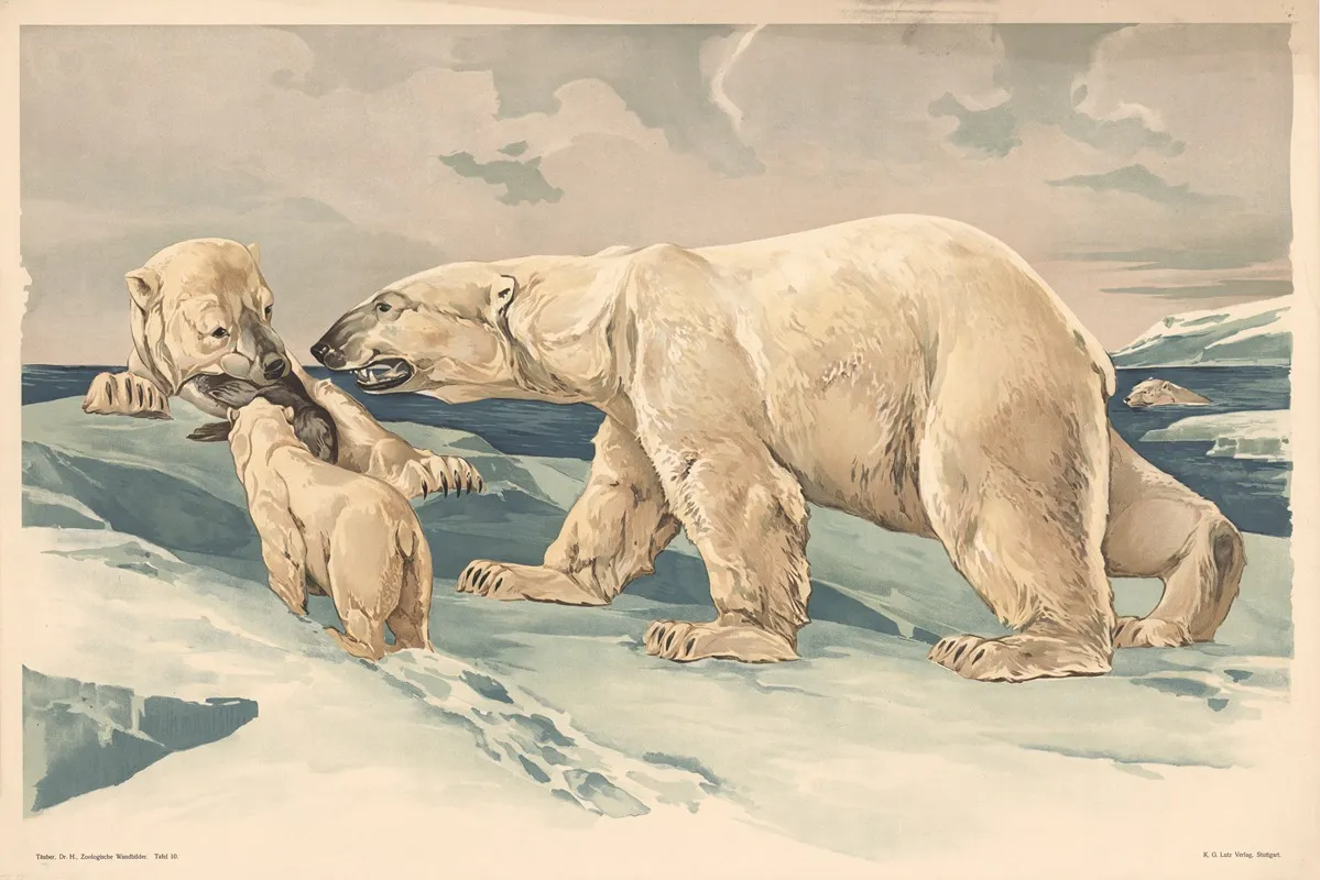 Polar Bear Wall Art by Alfred Fiedler - High-Resolution Digital Print