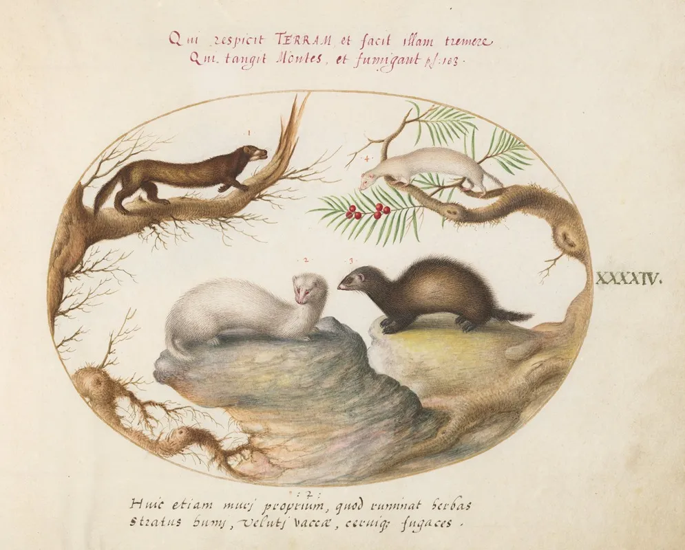 Polecat Mink And Ermine