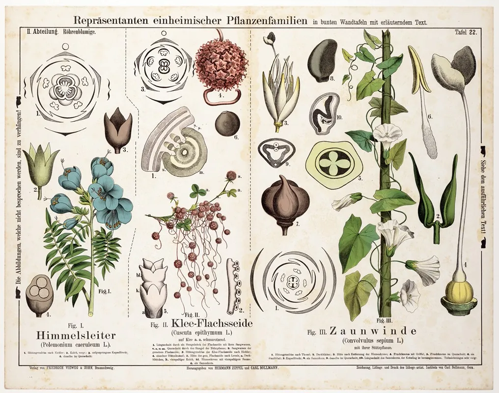 Polemonium Caeruleum Cuscuta Epithymum Convolvulus Sepium Jakobsladder Klein Warkruid Haagwinde Wall Art by Hermann Zippel - High-Resolution Digital Print