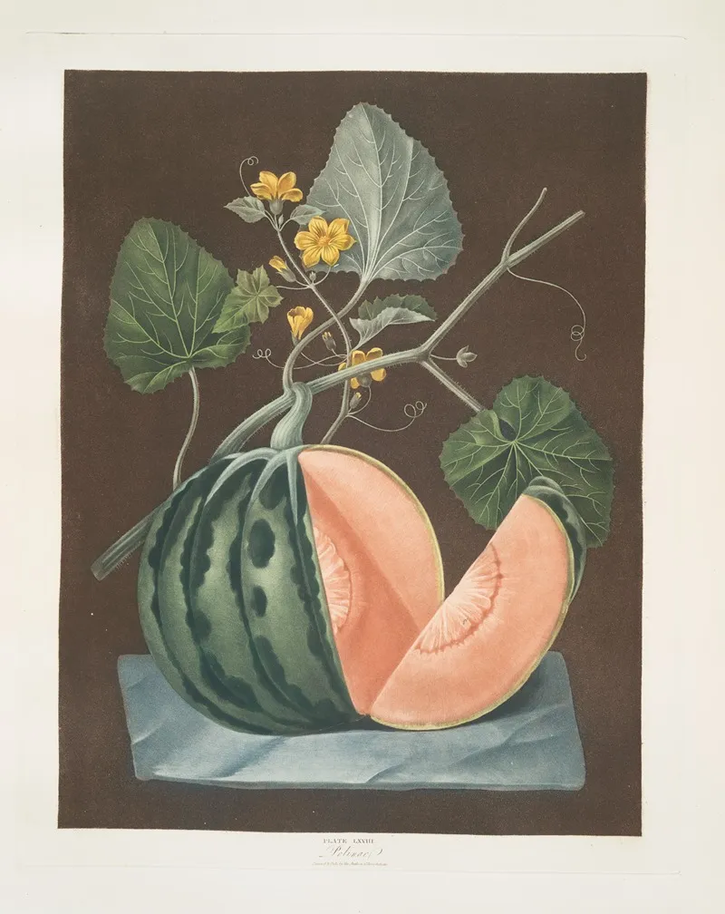 Polinac Melon Wall Art by George Brookshaw - High-Resolution Digital Print