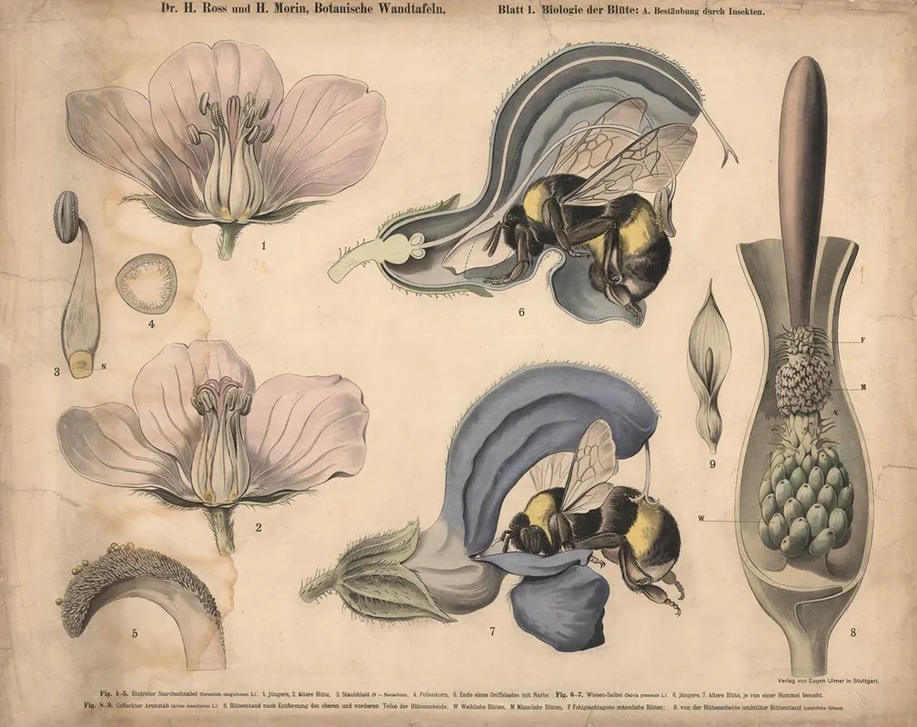 Pollination By Insects Wall Art by H. Morin - High-Resolution Digital Print