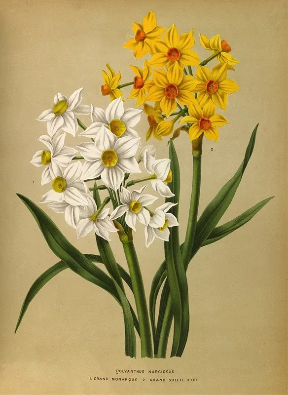 Polyanthus Narcissus 1 Grand Monarque 2 Grand Soleil Dor Wall Art by Arentina Hendrica Arendsen - High-Resolution Digital Print