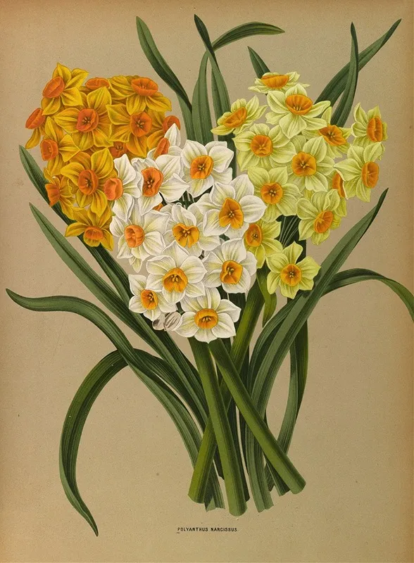 Polyanthus Narcissus Wall Art by Arentina Hendrica Arendsen - High-Resolution Digital Print