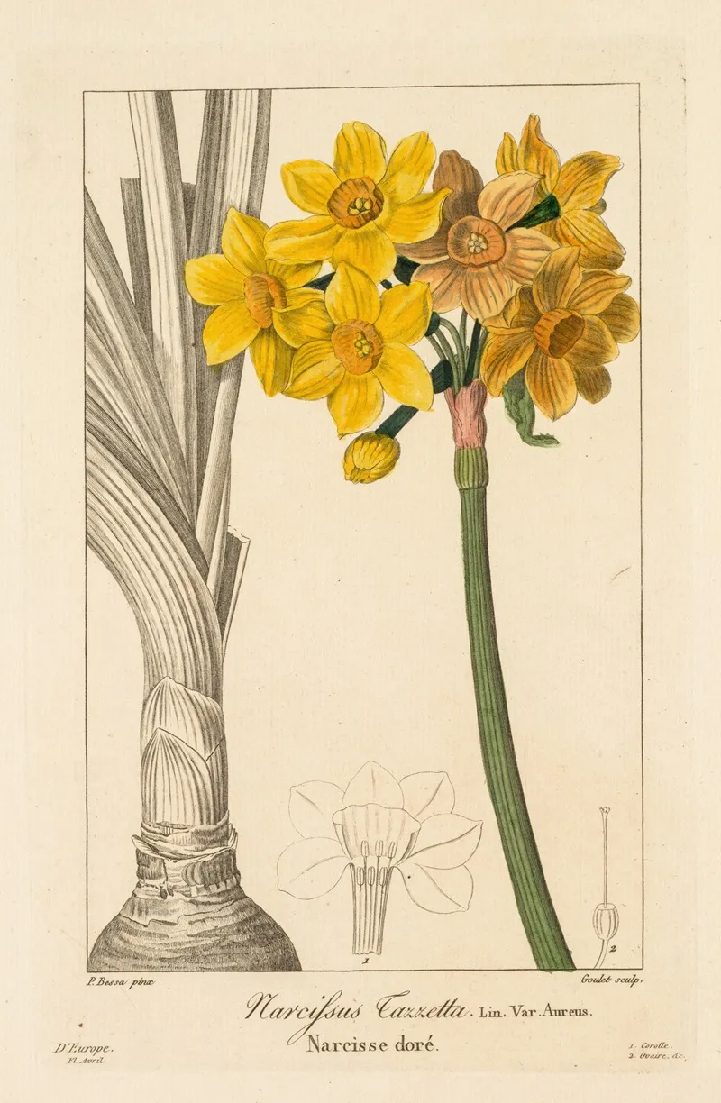 Polyanthus Or Cluster Narcissus Wall Art by Pancrace Bessa - High-Resolution Digital Print