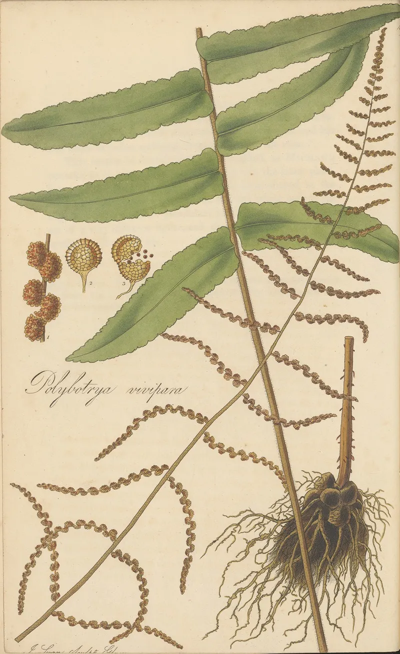 Polybotrya Vivipara Wall Art by William Jackson Hooker - High-Resolution Digital Print