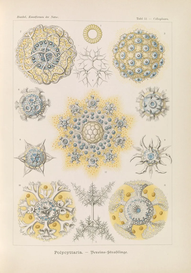 Polycyttaria Vereins Strahlinge Wall Art by Ernst Haeckel - High-Resolution Digital Print