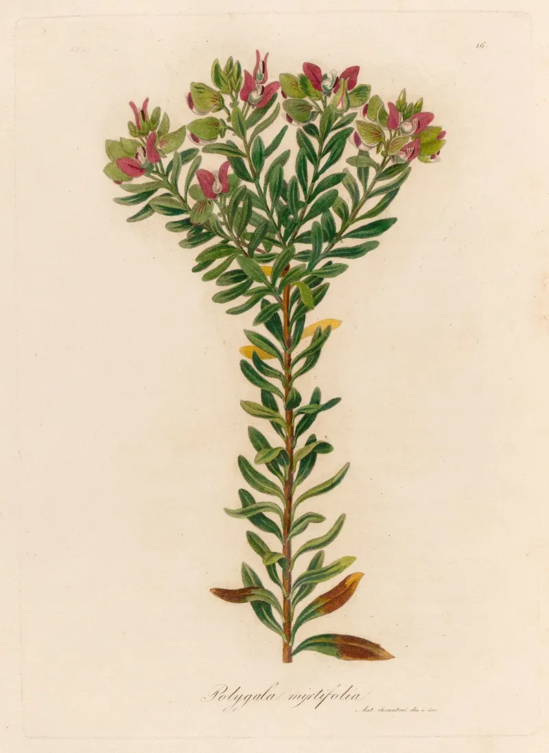 Polygala Myrtifolia Wall Art by Gaetano Savi - High-Resolution Digital Print