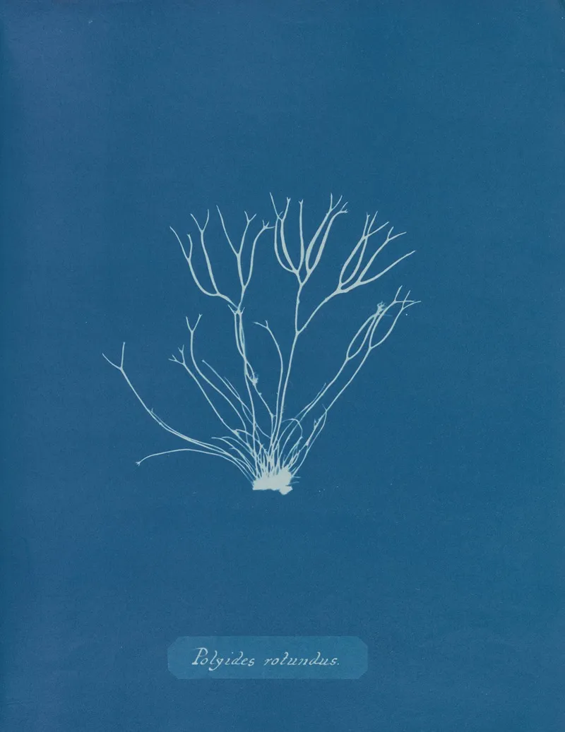 Polyides Rotundus Wall Art by Anna Atkins - High-Resolution Digital Print