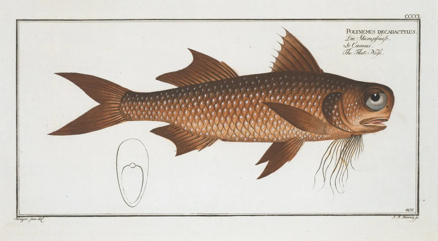 Polynemus Decadactylus The Flat Nose Wall Art by Marcus Elieser Bloch - High-Resolution Digital Print