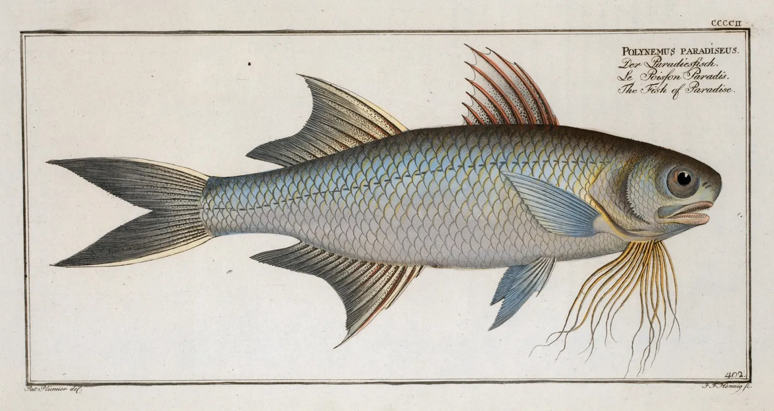 Polynemus Paradiseus The Fish Of Paradise Wall Art by Marcus Elieser Bloch - High-Resolution Digital Print