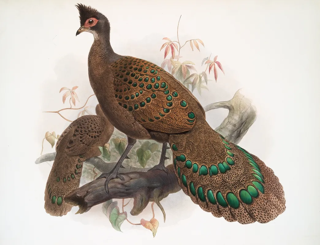 Polyplectron Bicalcaratum 2 Wall Art by Joseph Smit - High-Resolution Digital Print