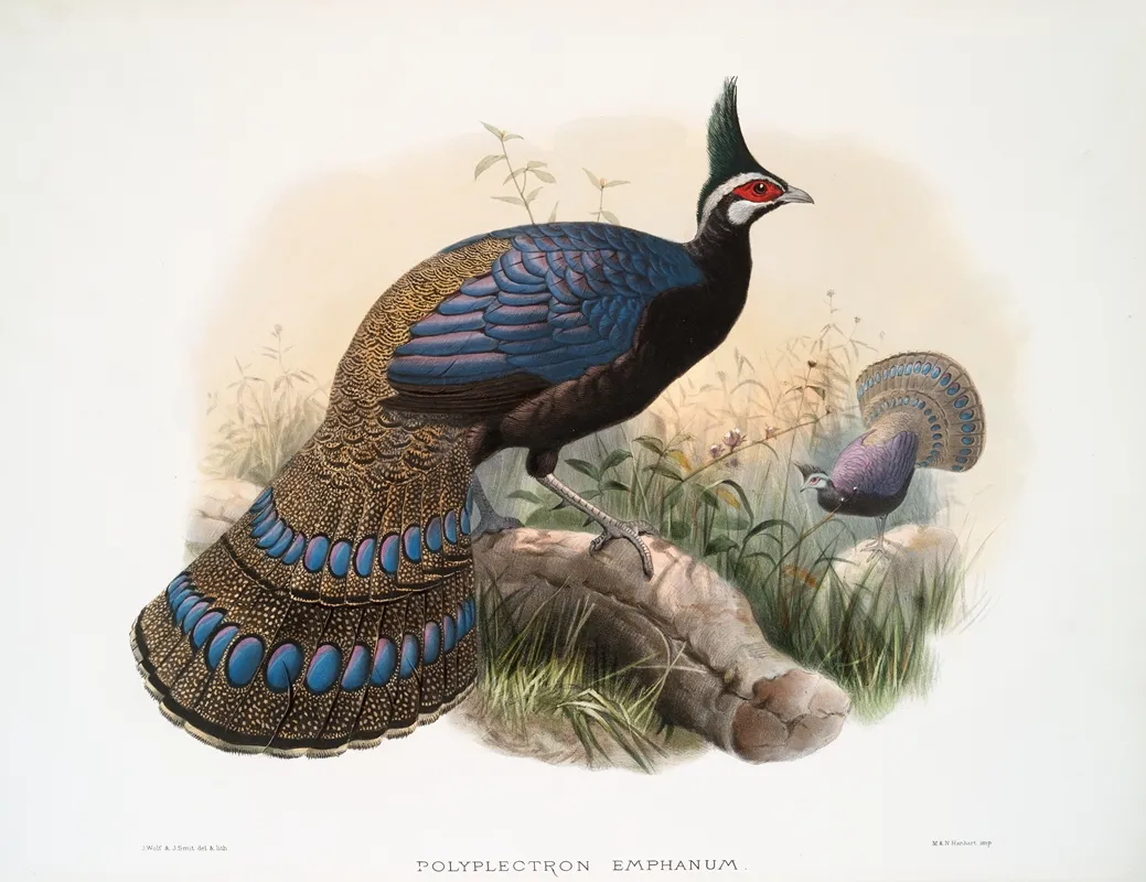 Polyplectron Emphanum 2 Wall Art by Joseph Smit - High-Resolution Digital Print