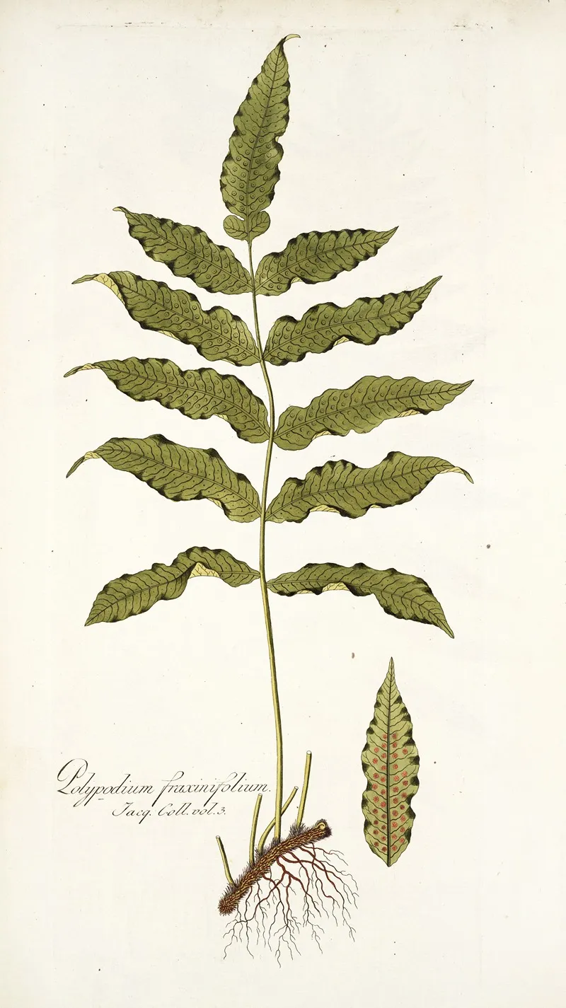 Polypodium Fraxinifolium Wall Art by Nikolaus Joseph Freiherr von Jacquin - High-Resolution Digital Print