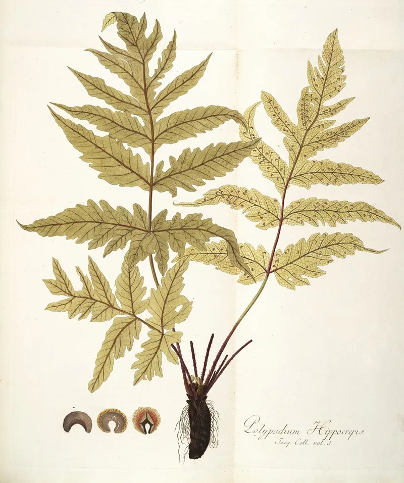 Polypodium Hippocrepis Wall Art by Nikolaus Joseph Freiherr von Jacquin - High-Resolution Digital Print