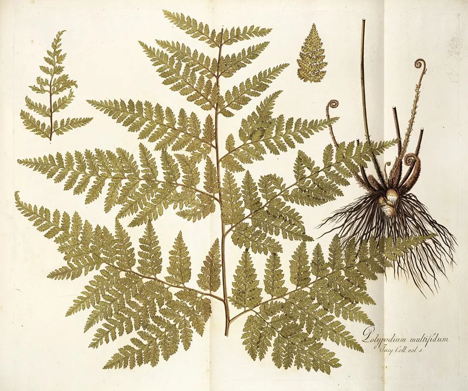 Polypodium Multifidum Wall Art by Nikolaus Joseph Freiherr von Jacquin - High-Resolution Digital Print