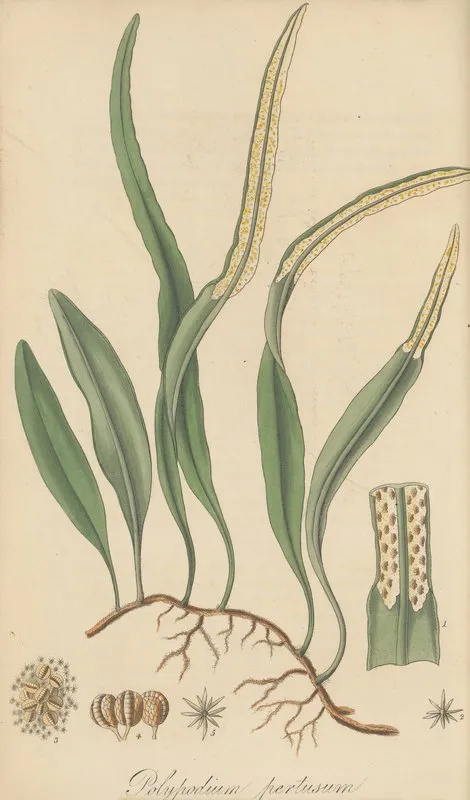 Polypodium Pertusum Wall Art by William Jackson Hooker - High-Resolution Digital Print