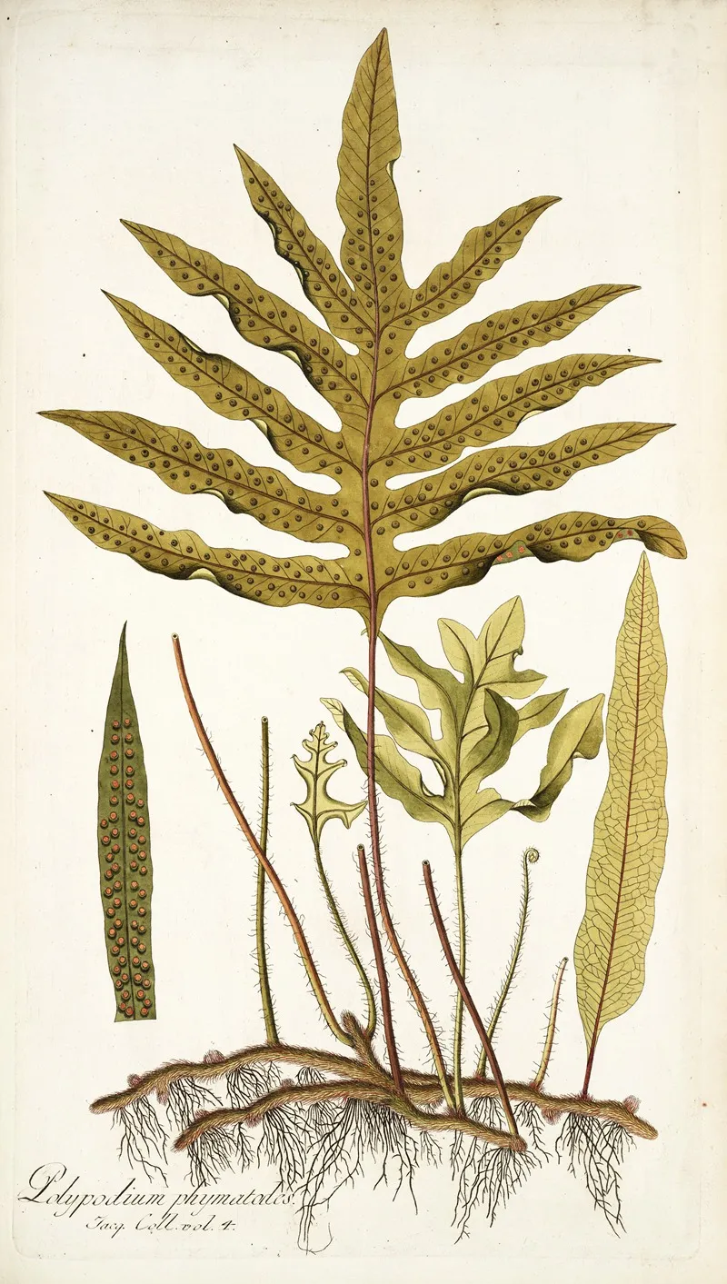 Polypodium Phymatodes Wall Art by Nikolaus Joseph Freiherr von Jacquin - High-Resolution Digital Print