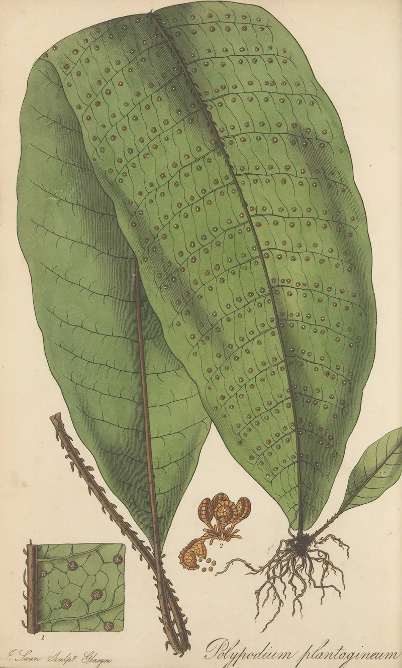 Polypodium Plantagineum Wall Art by William Jackson Hooker - High-Resolution Digital Print