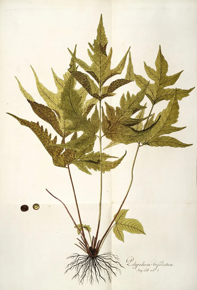 Polypodium Trifoliatum Wall Art by Nikolaus Joseph Freiherr von Jacquin - High-Resolution Digital Print