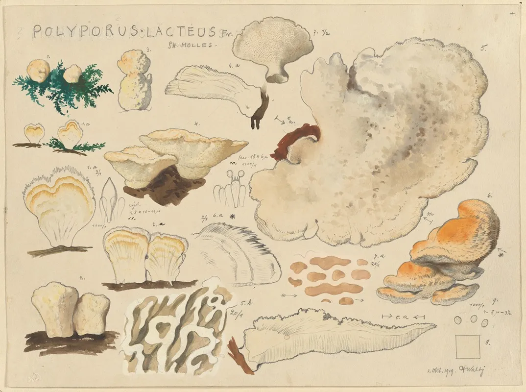 Polyporus Lacteus Fr Sk Molles Wall Art by Hans Walty - High-Resolution Digital Print
