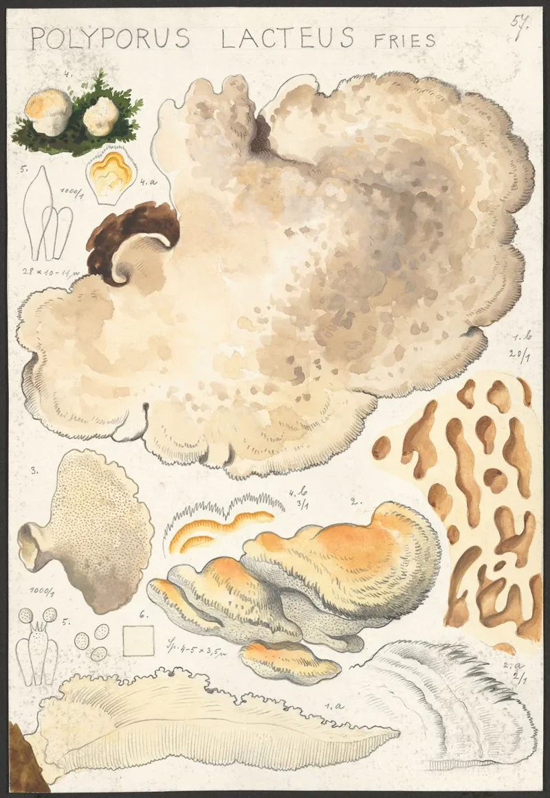 Polyporus Lacteus Fries Wall Art by Hans Walty - High-Resolution Digital Print