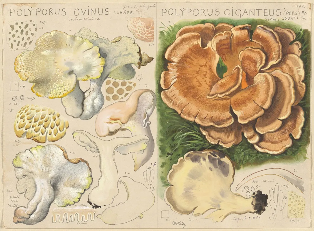 Polyporus Ovinus Polyporus Giganteus Wall Art by Hans Walty - High-Resolution Digital Print