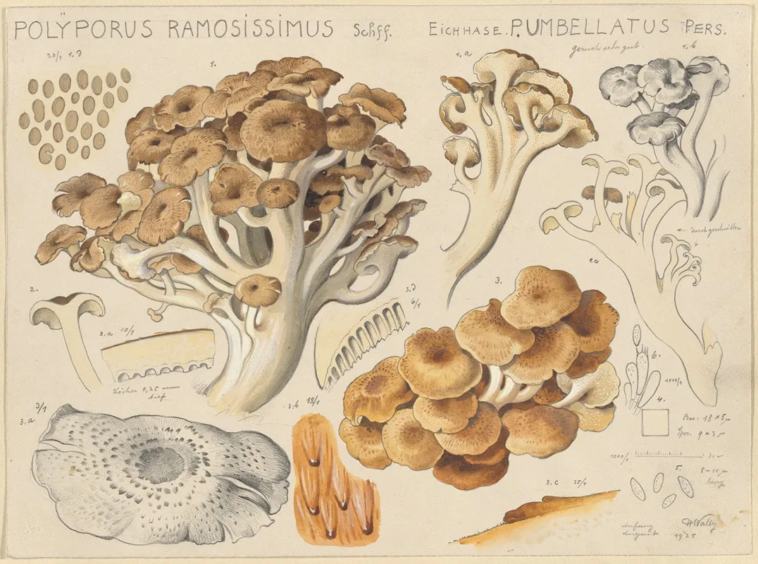 Polyporus Ramosissimus Schff Wall Art by Hans Walty - High-Resolution Digital Print