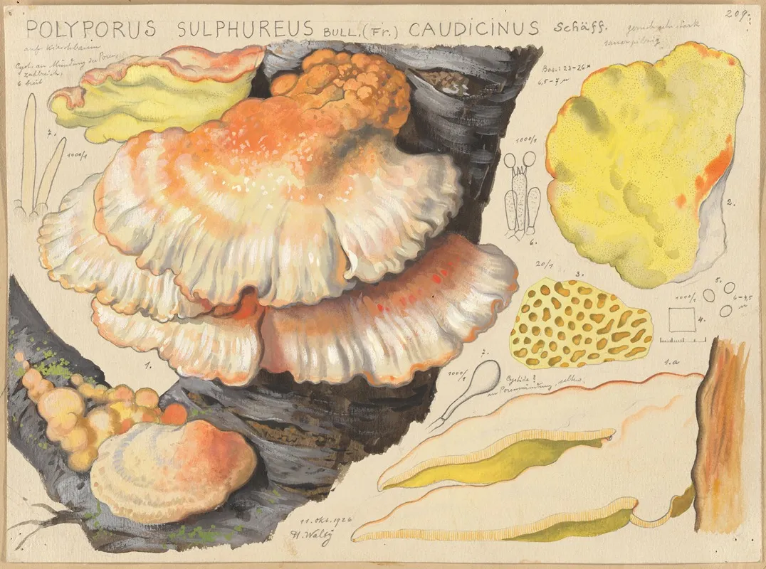 Polyporus Sulfureus Bull Fr Caudicinus Schaff Wall Art by Hans Walty - High-Resolution Digital Print