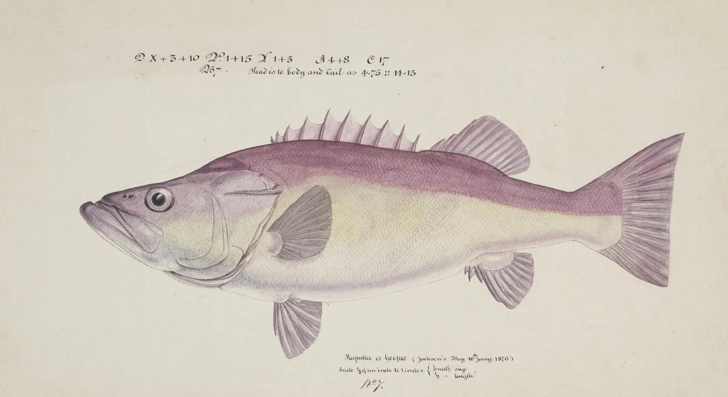 Polyprion Oxygeneios Hapuka Or Groper