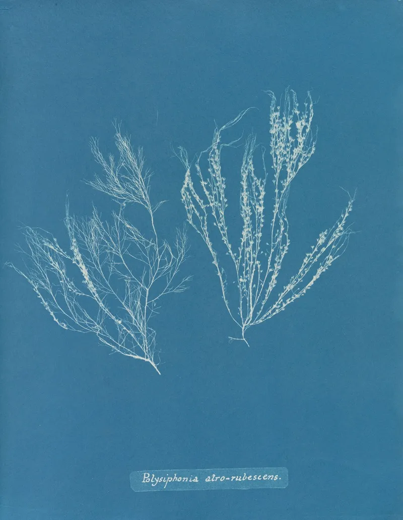 Polysiphonia Atro Rubescens Wall Art by Anna Atkins - High-Resolution Digital Print