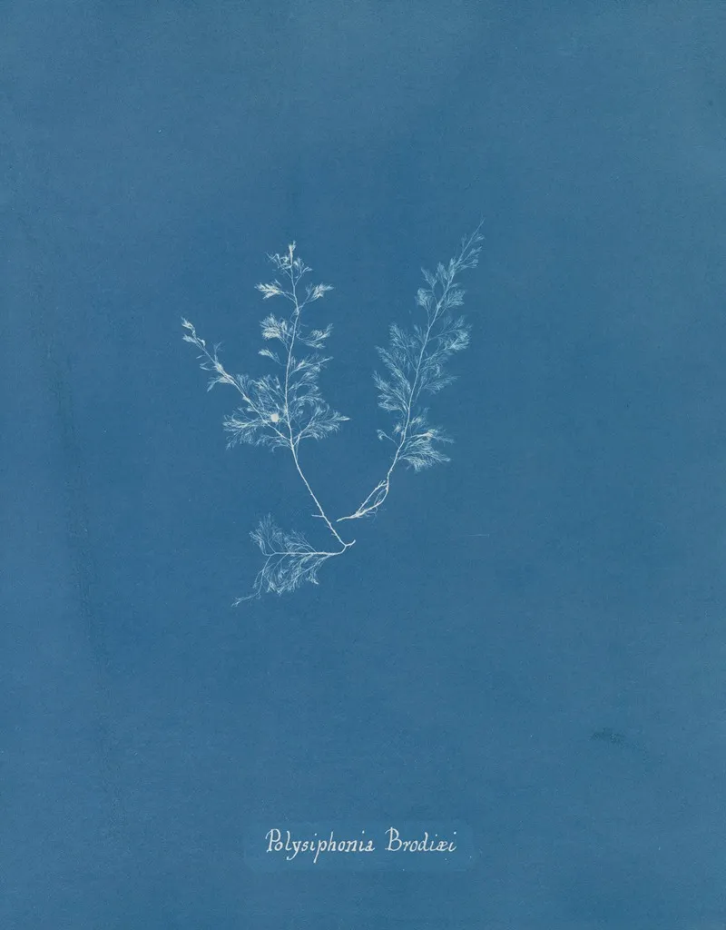 Polysiphonia Brodiaei Part X Wall Art by Anna Atkins - High-Resolution Digital Print